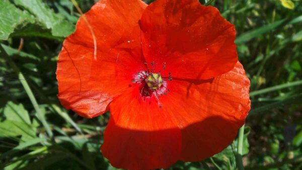 Papaver rhoeas