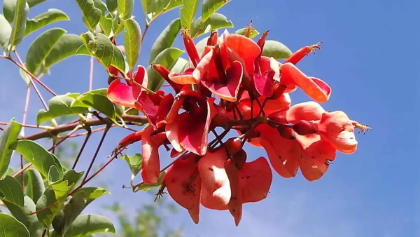 Erythrina crista-galli