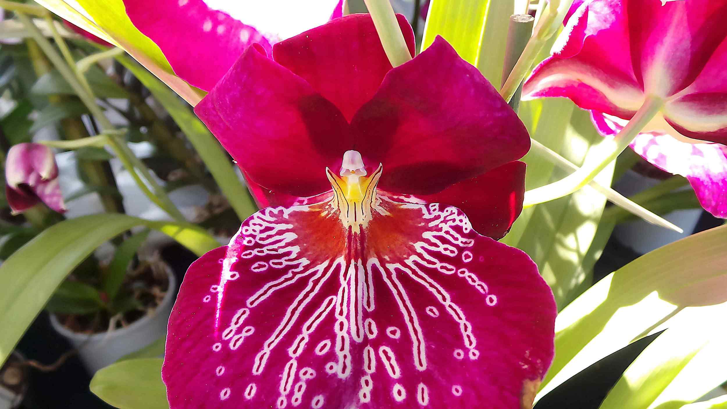 Miltonia