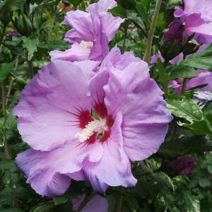 Platycodon grandiflorus