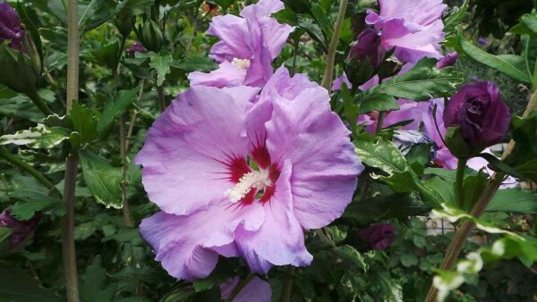 Platycodon grandiflorus