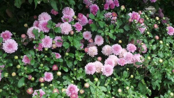Platycodon grandiflorus
