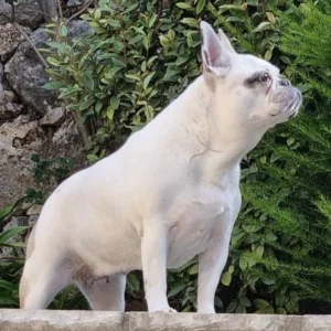 Frenchton (French Bulldog Boston Terrier Mix)