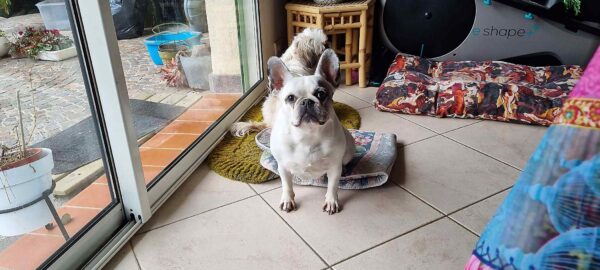 Frenchton (French Bulldog Boston Terrier Mix) - Image 4