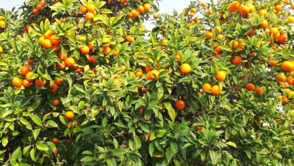 Orange Grove