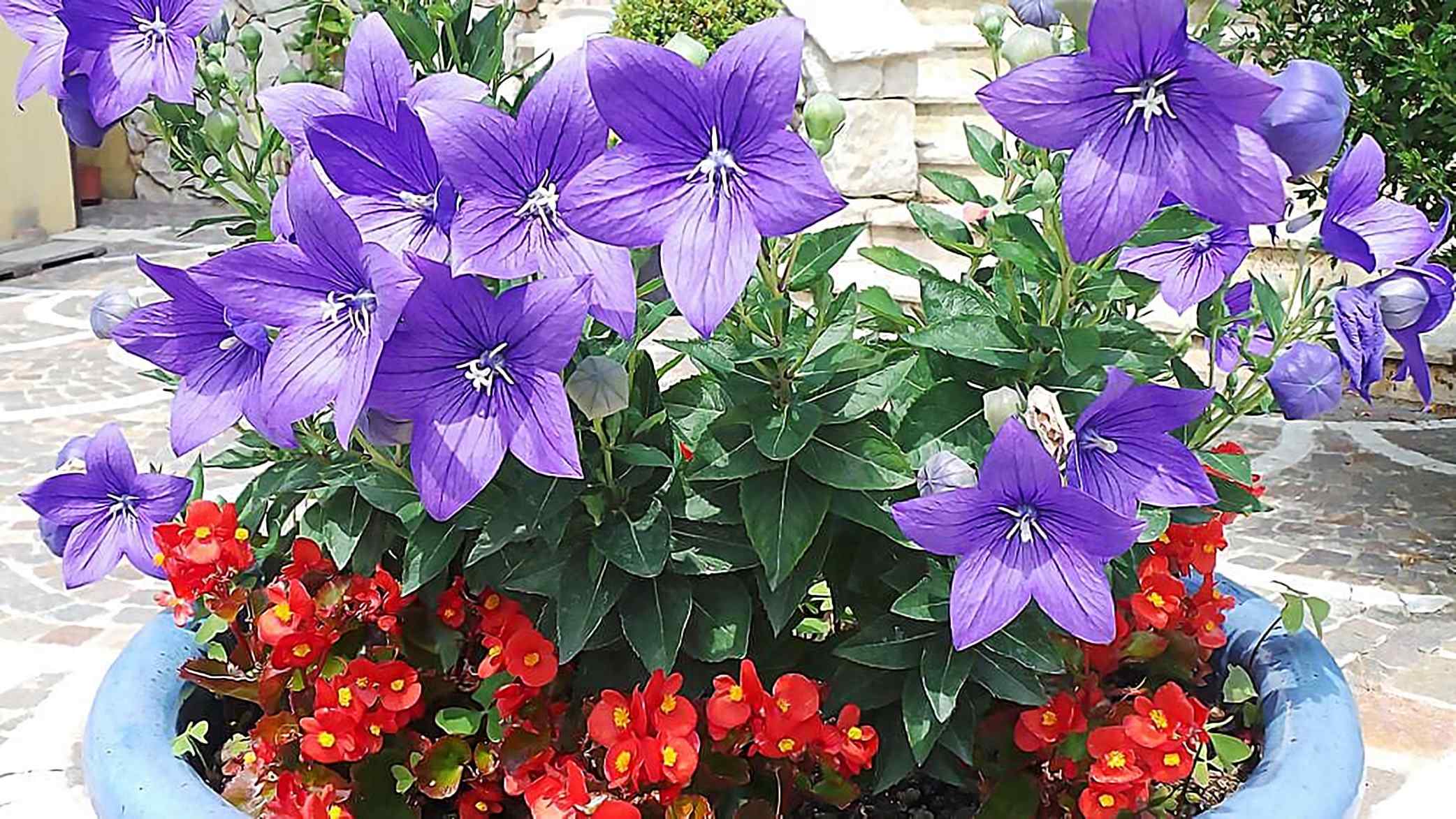 Platycodon grandiflorus