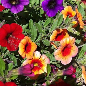 Calibrachoa