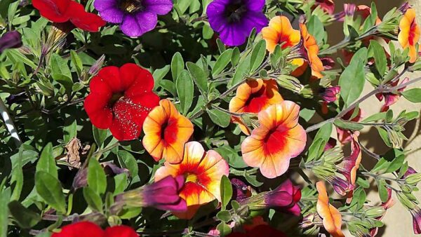 Calibrachoa