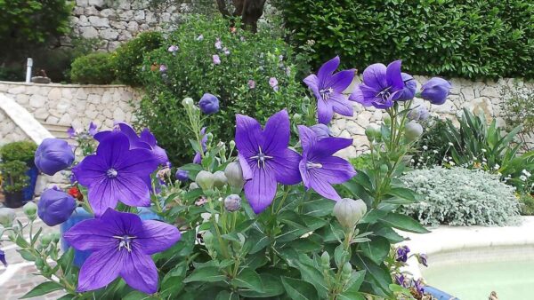Platycodon grandiflorus